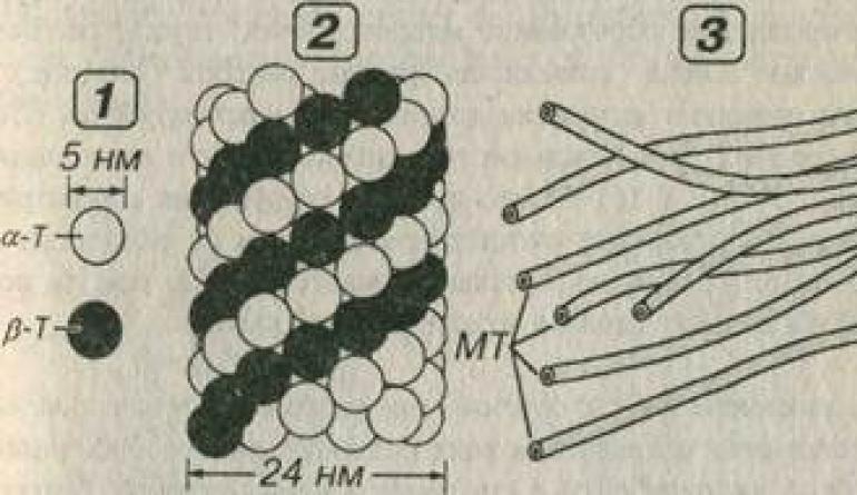 Микротрубочки, их строение и функции Микротрубочки строение и функции кратко таблица